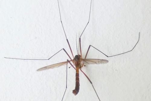Nigrotipula nigra